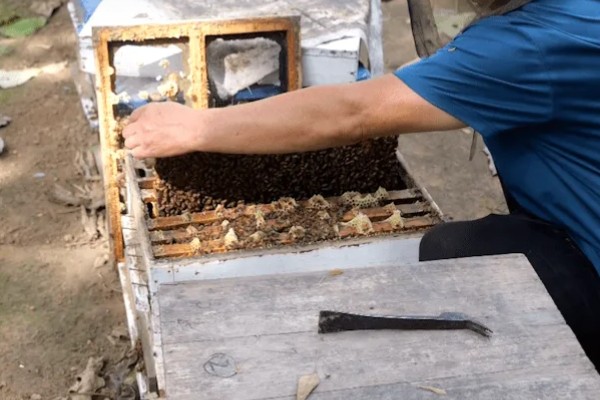 传统蜂箱的种类，有木桶蜂箱和格子蜂箱两种