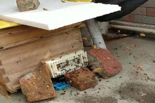 传统蜂箱的种类，有木桶蜂箱和格子蜂箱两种