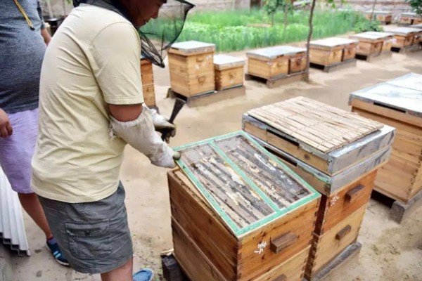 传统蜂箱的种类，有木桶蜂箱和格子蜂箱两种