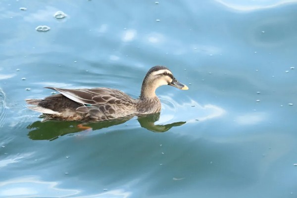 鸭子的寿命,取决于环境和自身