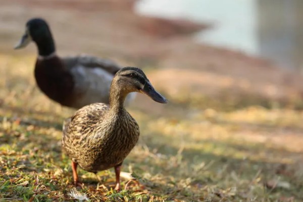 鸭子的寿命,取决于环境和自身