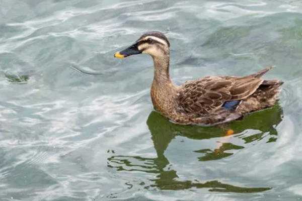 鸭子的寿命,取决于环境和自身