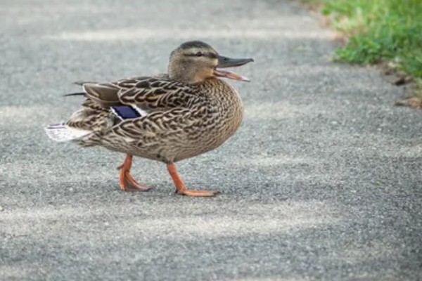 鸭子的寿命,取决于环境和自身