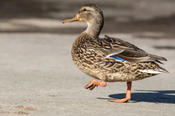 鸭子的寿命,取决于环境和自身