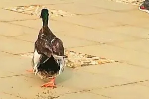 鸭子的寿命,取决于环境和自身