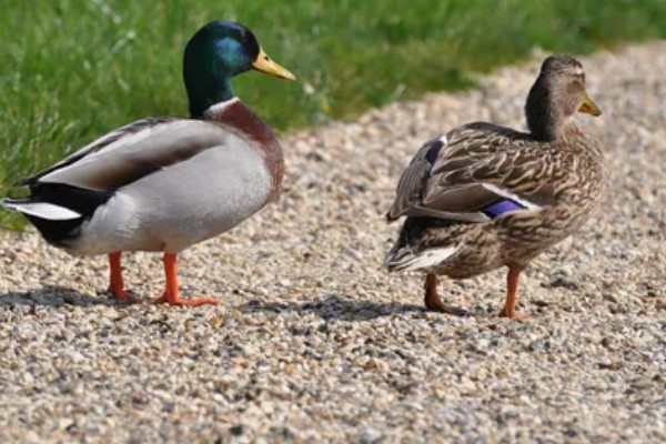 鸭子的寿命,取决于环境和自身