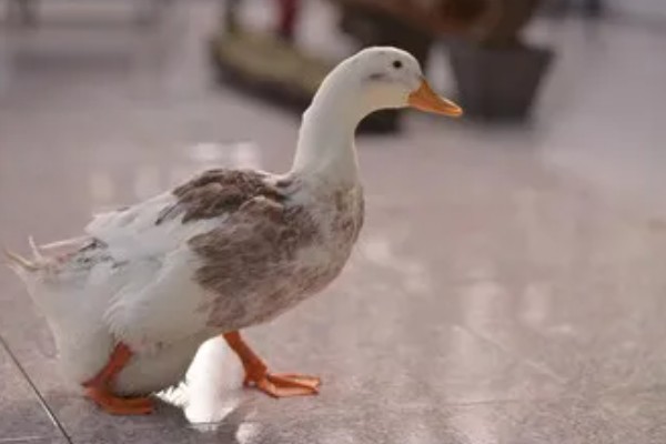 鸭子的寿命,取决于环境和自身