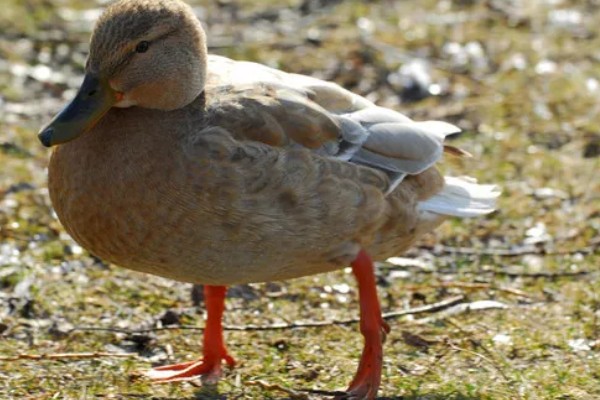 鸭子的寿命,取决于环境和自身