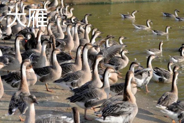 有什么冷门的养殖项目,大雁、狐狸等动物值得考虑