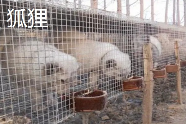 有什么冷门的养殖项目,大雁、狐狸等动物值得考虑