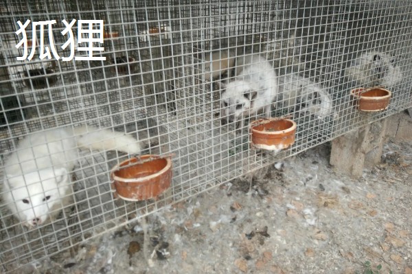 有什么冷门的养殖项目,大雁、狐狸等动物值得考虑