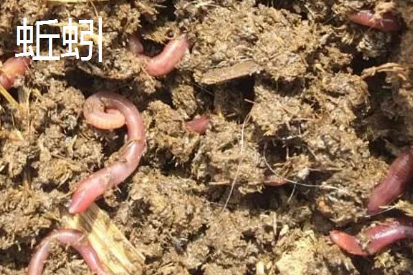 有什么冷门的养殖项目,大雁、狐狸等动物值得考虑