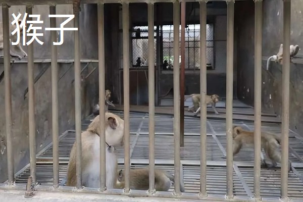 有什么冷门的养殖项目,大雁、狐狸等动物值得考虑