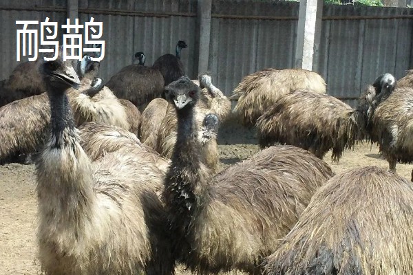 有什么冷门的养殖项目,大雁、狐狸等动物值得考虑