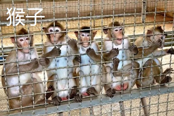 有什么冷门的养殖项目,大雁、狐狸等动物值得考虑