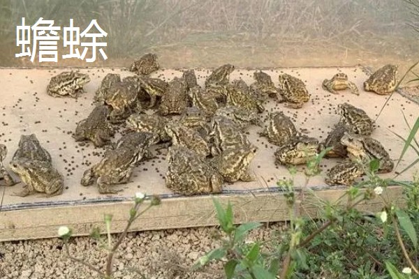 有什么冷门的养殖项目,大雁、狐狸等动物值得考虑