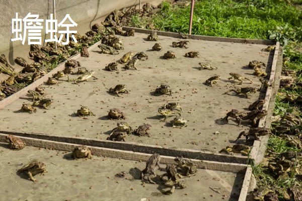 有什么冷门的养殖项目,大雁、狐狸等动物值得考虑