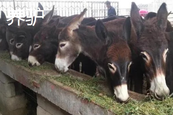 有什么冷门的养殖项目,大雁、狐狸等动物值得考虑