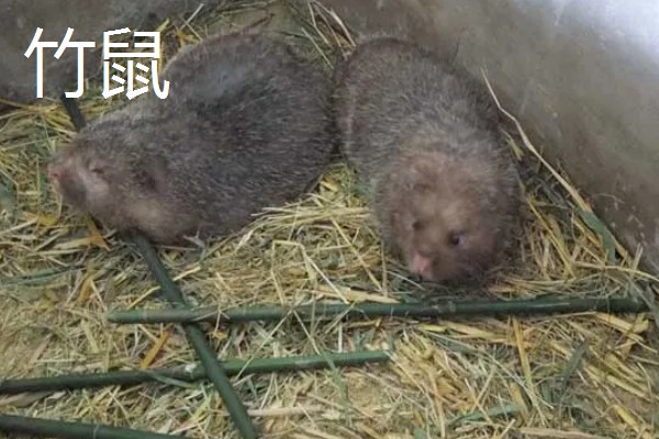 有什么冷门的养殖项目,大雁、狐狸等动物值得考虑