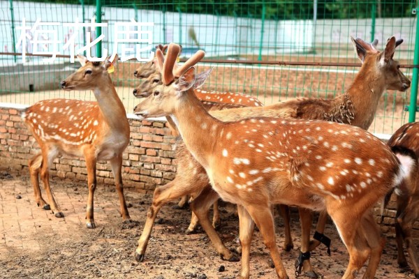有什么冷门的养殖项目,大雁、狐狸等动物值得考虑