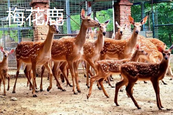 有什么冷门的养殖项目,大雁、狐狸等动物值得考虑