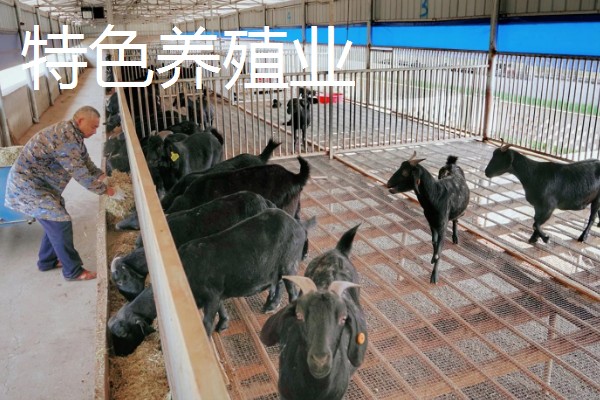 有什么冷门的养殖项目,大雁、狐狸等动物值得考虑