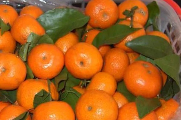 沙糖桔的存放时间,用冰箱冷藏可保存12-15天左右