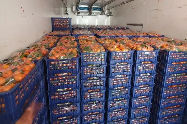 沙糖桔的存放时间,用冰箱冷藏可保存12-15天左右