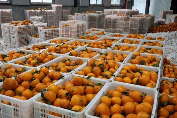 沙糖桔的存放时间,用冰箱冷藏可保存12-15天左右