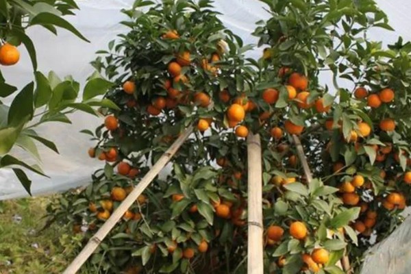 沙糖桔的存放时间,用冰箱冷藏可保存12-15天左右