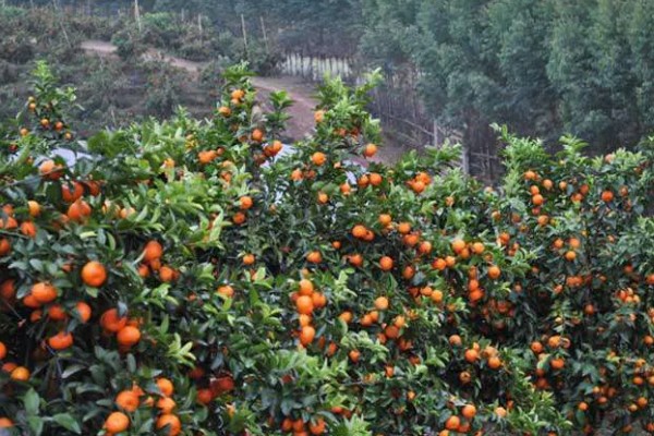 沙糖桔的存放时间,用冰箱冷藏可保存12-15天左右