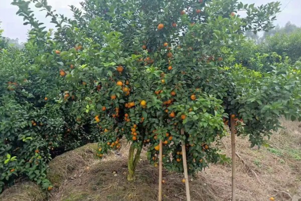 沙糖桔的存放时间,用冰箱冷藏可保存12-15天左右