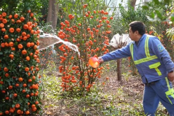 沙糖桔的存放时间,用冰箱冷藏可保存12-15天左右