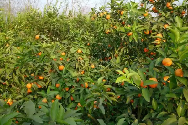 沙糖桔的存放时间,用冰箱冷藏可保存12-15天左右