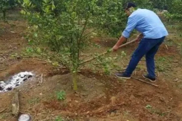 沙糖桔的存放时间,用冰箱冷藏可保存12-15天左右