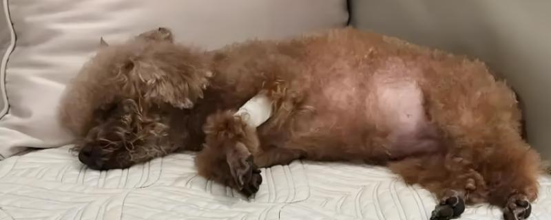 狗狗为什么发生胰腺炎,可能是遗传基因、背部损伤等因素所致