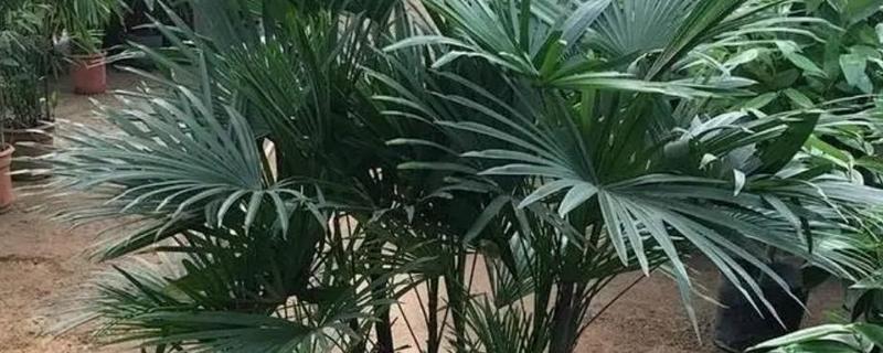 棕榈树怎么养殖,每隔10天浇一次水