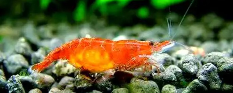 观赏虾如何繁殖，卵生繁殖