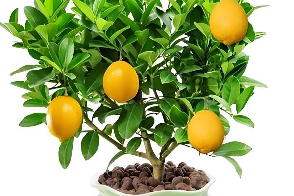 柠檬树适合用哪种土壤种植，以疏松肥沃、透气排水的土壤为宜