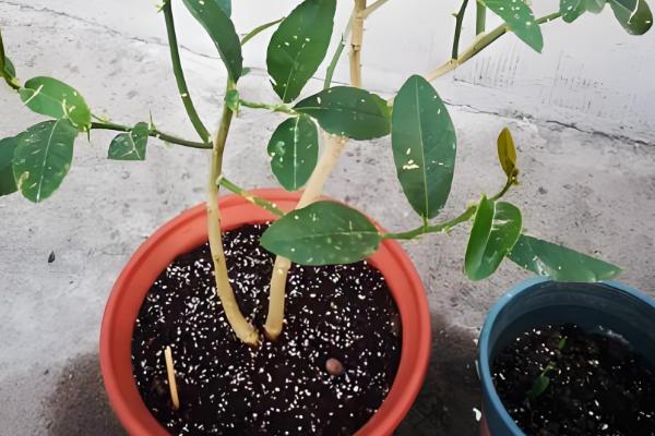 柠檬树适合用哪种土壤种植，以疏松肥沃、透气排水的土壤为宜