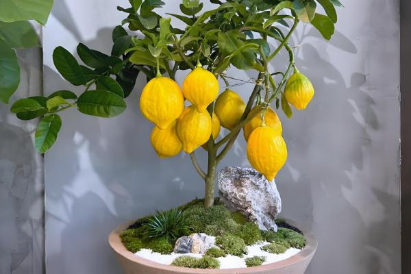 柠檬树适合用哪种土壤种植，以疏松肥沃、透气排水的土壤为宜