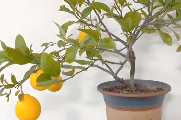 柠檬树适合用哪种土壤种植，以疏松肥沃、透气排水的土壤为宜