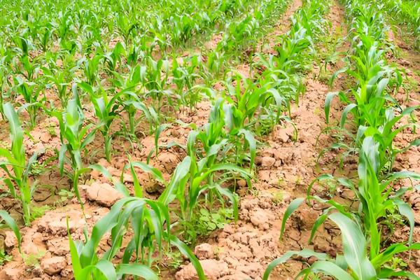 华硕587玉米种的特征特性,从出苗至成熟需要126天左右