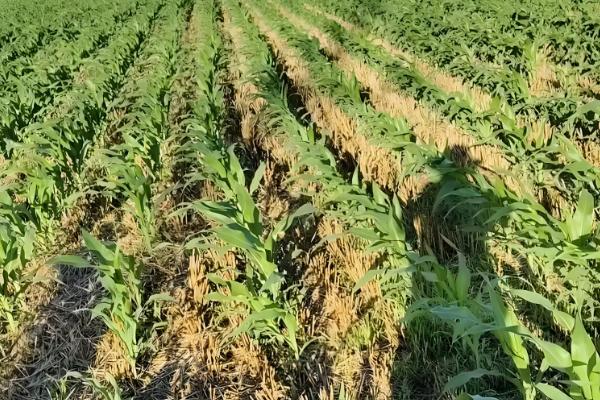 华硕587玉米种的特征特性,从出苗至成熟需要126天左右