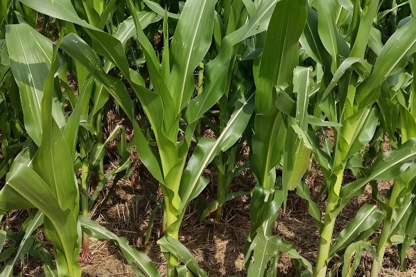 华硕587玉米种的特征特性,从出苗至成熟需要126天左右