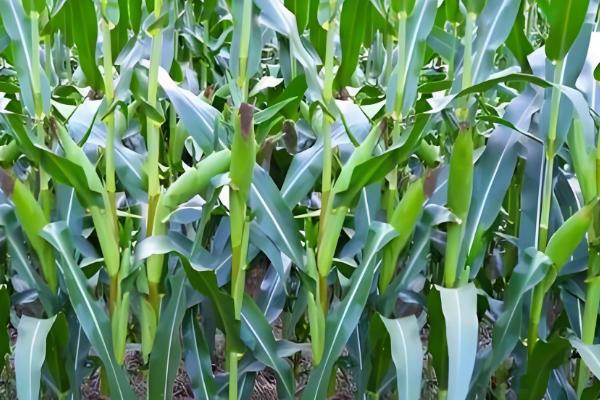 华硕587玉米种的特征特性,从出苗至成熟需要126天左右