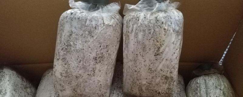 一个菌包的出菇次数，营养有限只能出菇3-4次