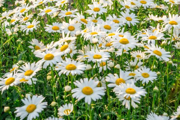 洋甘菊是不是小雏菊,二者不是同一种植物