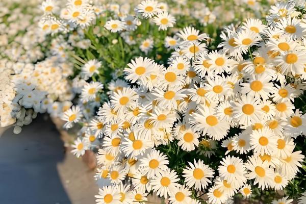 洋甘菊是不是小雏菊,二者不是同一种植物