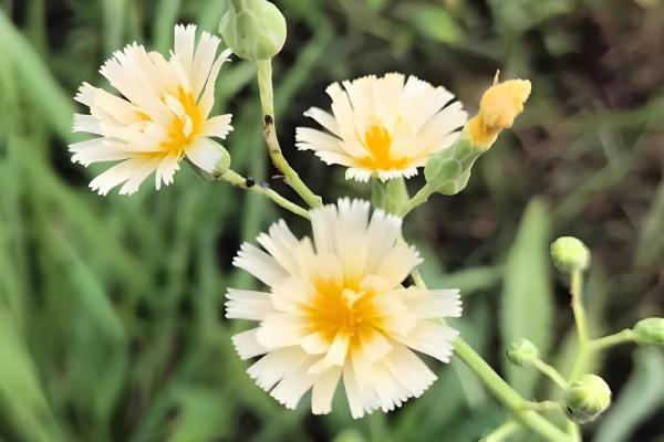 洋甘菊是不是小雏菊,二者不是同一种植物